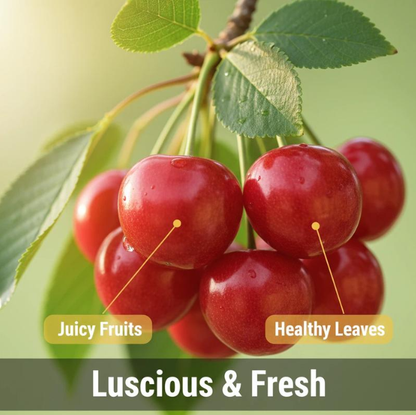 Premium Cherry Seeds - Grow Your Own Sweet Cherries at Home | High Yield, Easy to Grow, and Fresh Harvest-RH