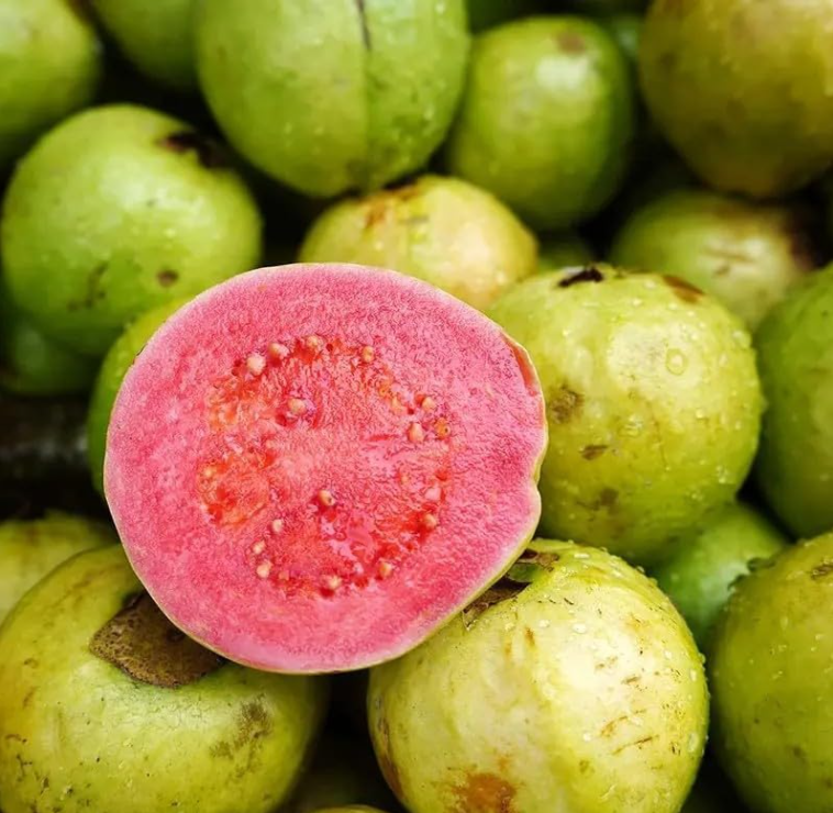 Red Guava Seeds – Non-GMO Fruit Tree Seeds for Pots, Gardens & Greenhouses-YAO
