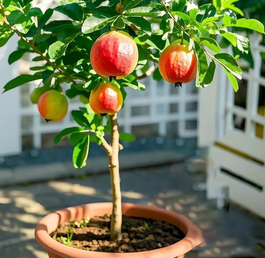 Red Guava Seeds – Non-GMO Fruit Tree Seeds for Pots, Gardens & Greenhouses-YAO
