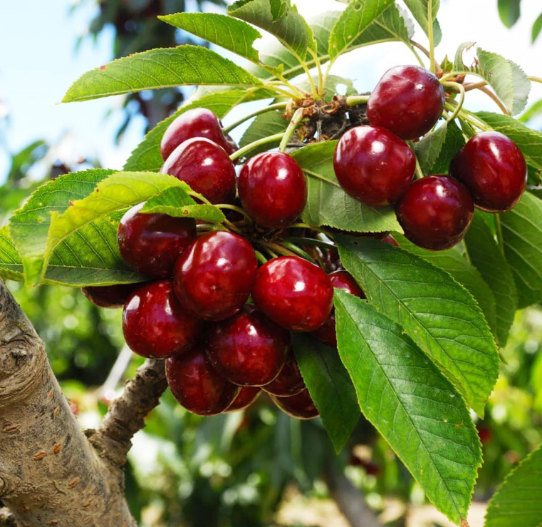 Premium Cherry Seeds - Grow Your Own Sweet Cherries at Home | High Yield, Easy to Grow, and Fresh Harvest-RH