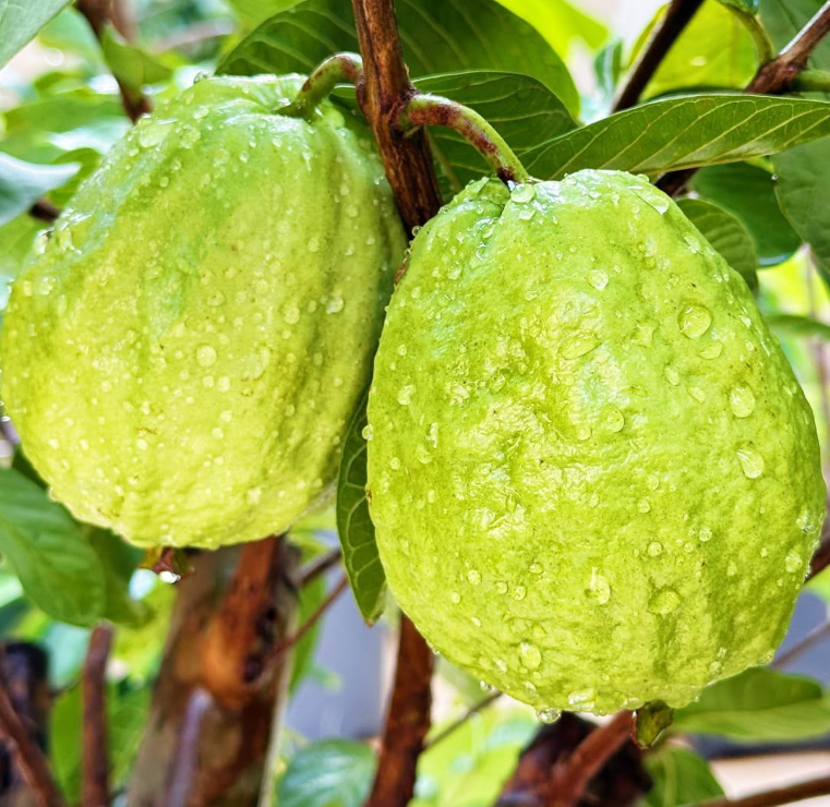 Red Guava Seeds – Non-GMO Fruit Tree Seeds for Pots, Gardens & Greenhouses-YAO
