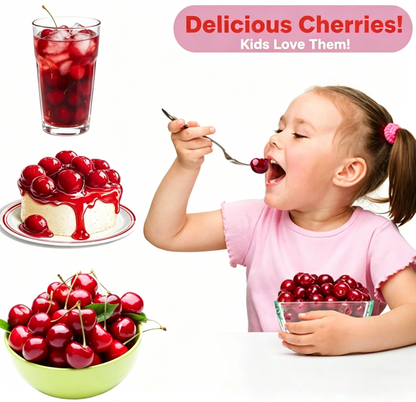 Premium Cherry Seeds - Grow Your Own Sweet Cherries at Home | High Yield, Easy to Grow, and Fresh Harvest-RH
