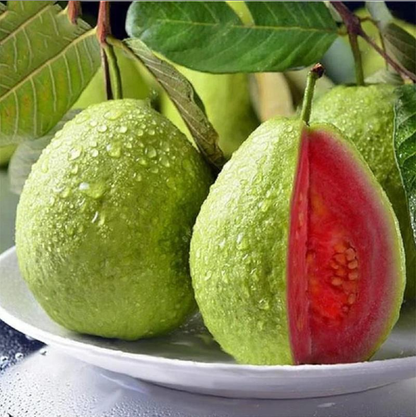 Red Guava Seeds – Non-GMO Fruit Tree Seeds for Pots, Gardens & Greenhouses-YAO