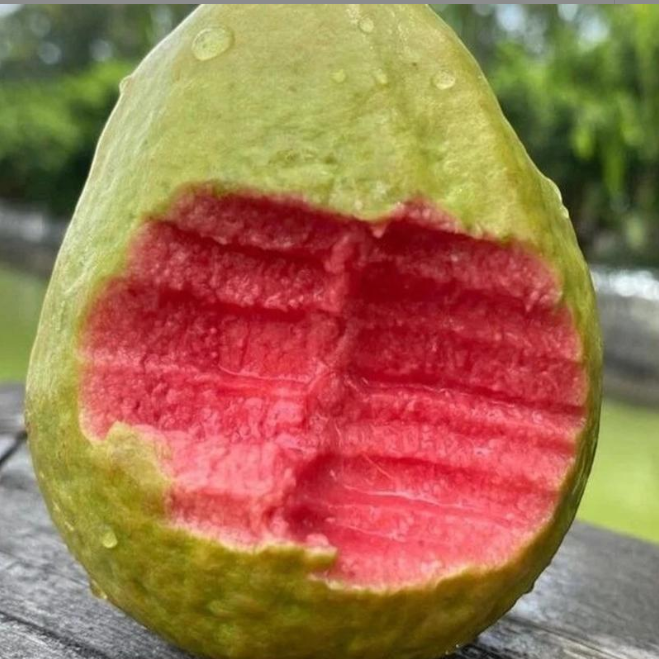 Red Guava Seeds – Non-GMO Fruit Tree Seeds for Pots, Gardens & Greenhouses-YAO