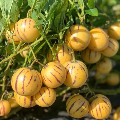 Ginseng Fruit Seeds – Grow Your Own Exotic Ginseng Fruit at Home | Non-GMO & Heirloom Variety-YAO
