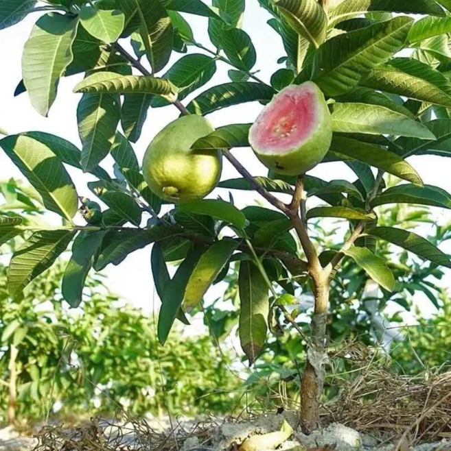Red Guava Seeds – Non-GMO Fruit Tree Seeds for Pots, Gardens & Greenhouses-YAO