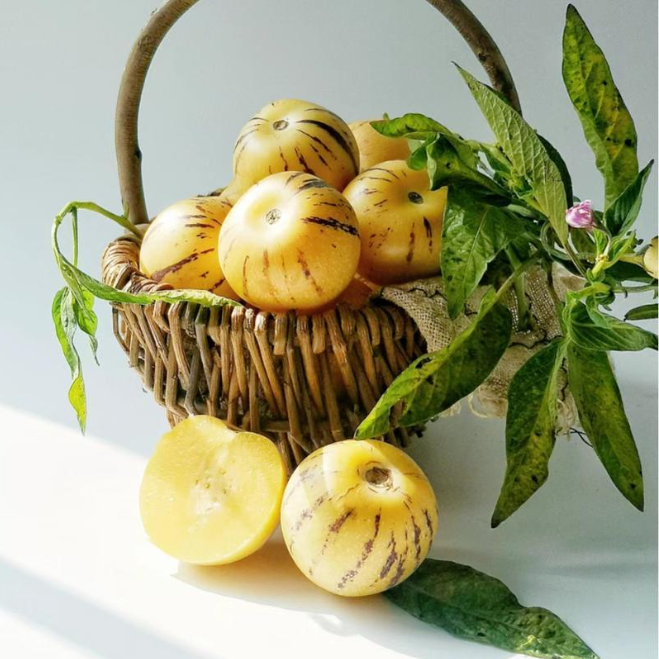 Ginseng Fruit Seeds – Grow Your Own Exotic Ginseng Fruit at Home | Non-GMO & Heirloom Variety-YAO